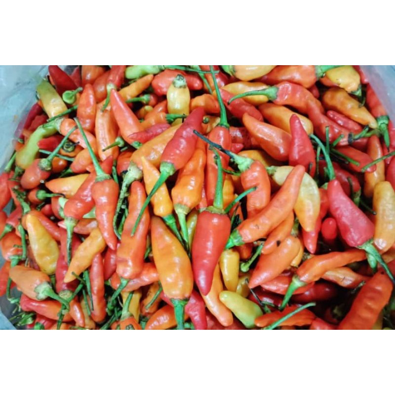 

Cabe Rawit Merah 1kg