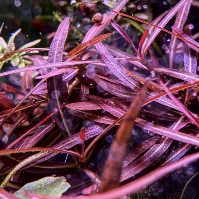 Hygrophila lanceolata araguaia ( tanaman aquascape tanpa co2 )