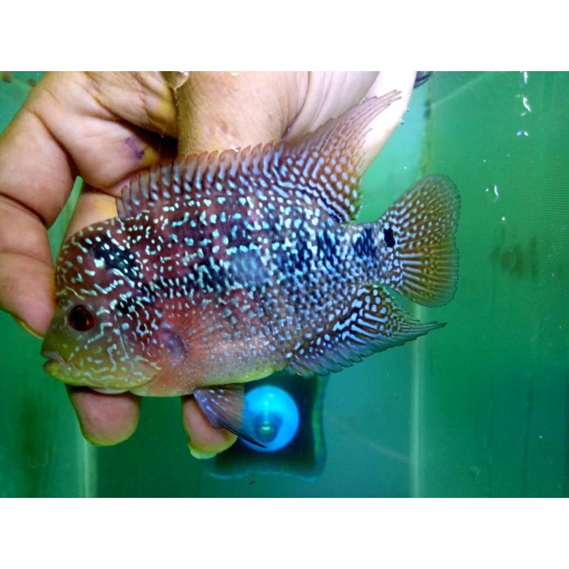 Kamfa F3 Ory Thailand