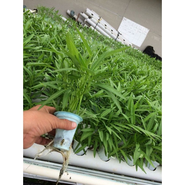 Bibit kangkung/benih kangkung/biji kangkung darat