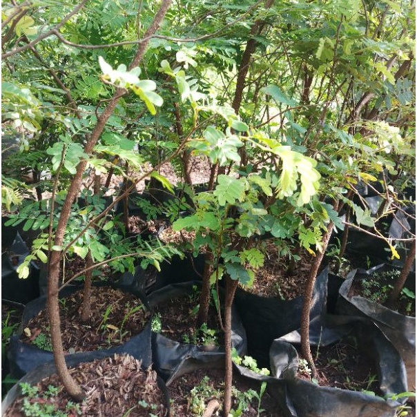 bibit bahan bonsai asem jawa dari biji