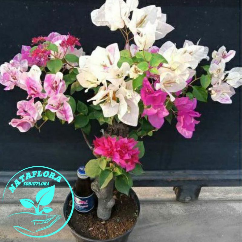 PROMOTANAMAN HIAS BUGENVIL 4 WARNA//BUGENVIL BUNGA KERTAS 4 WARNA