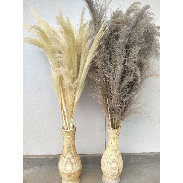 12 batang daun kering pampas bulu ukuran sedang| pampas rayung lokal