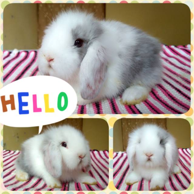 Kelinci Fuzzy Lop