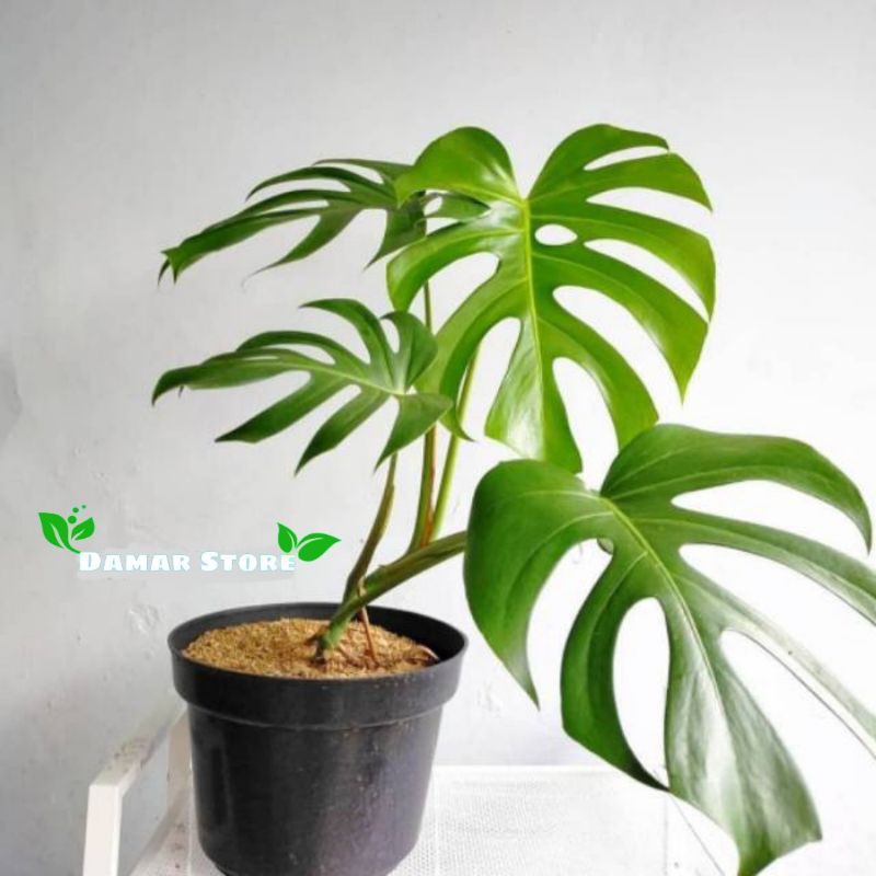 Tanaman Hias Monstera Deliciosa-Monstera Deliciosa