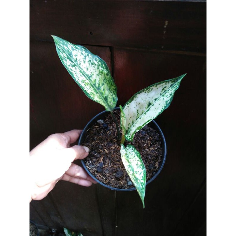 Aglaonema Snow White
