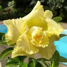 adenium bonggol besar bunga kuning
