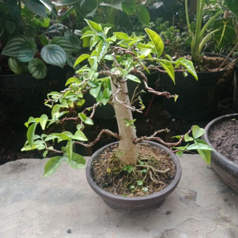 bonsai anting putri..bonsai jadi tinggal pajang..realpict