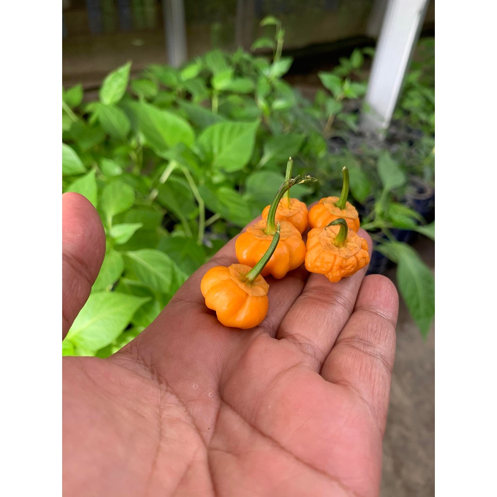 Benih Bibit Biji - Cabai BBG Bubblegum Lady's Pepper Cabe Seeds