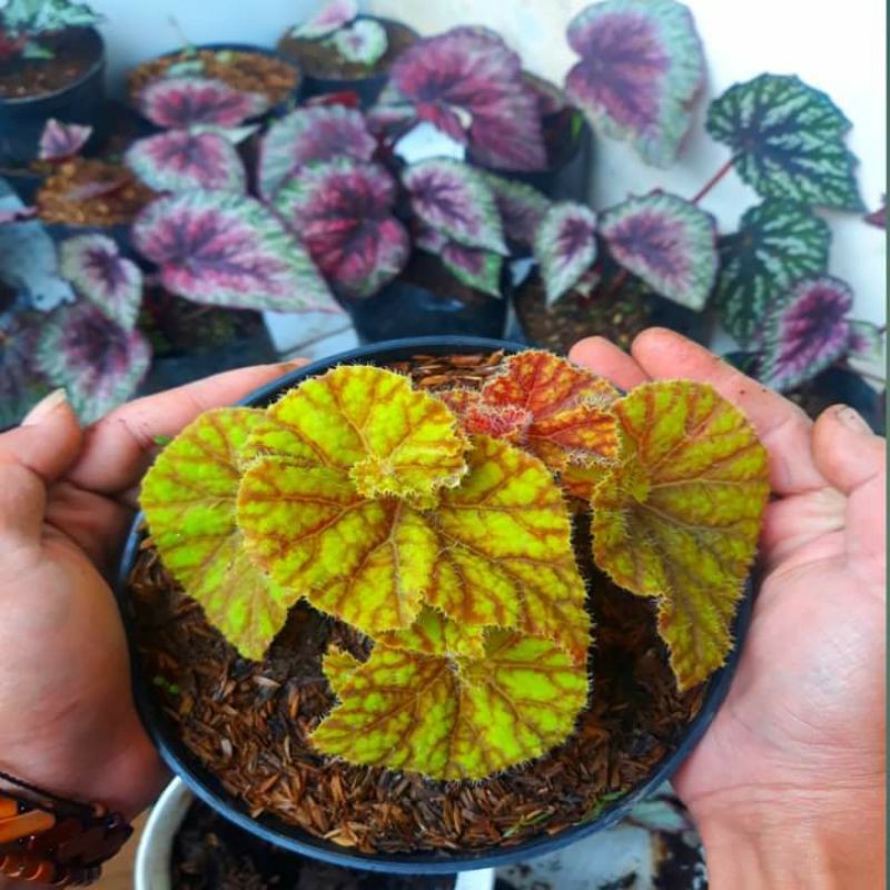 Begonia keong macan/emas/madu/coklat