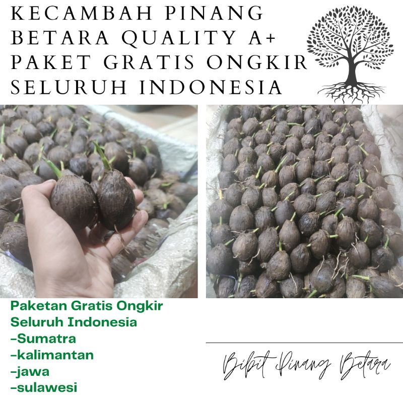 Kecambah Pinang Betara Quality A Paketan Gratis Ongkir Seluruh indonesia