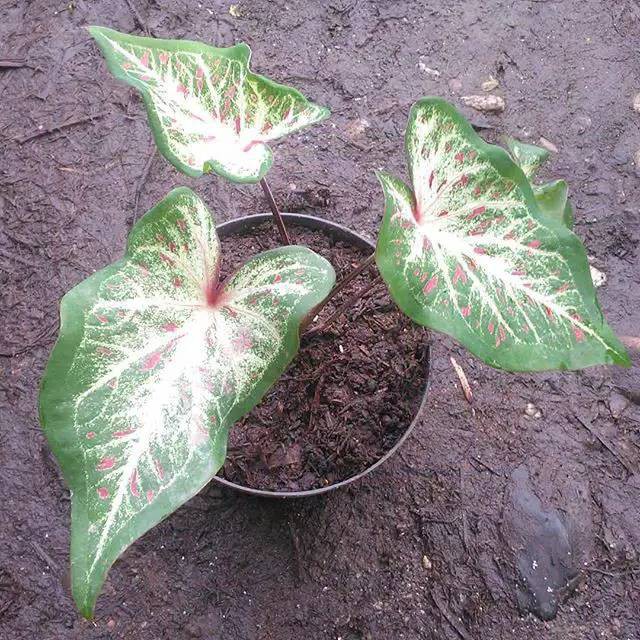 Tanaman Hias Daun Caladium Corong Keladi Corong Shopee Indonesia