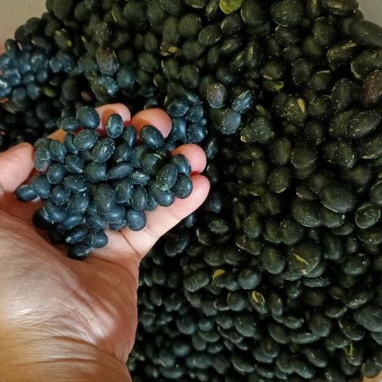 

Kacang Hitam / Black Bean Kualitas Super / Kacang Hitam Import