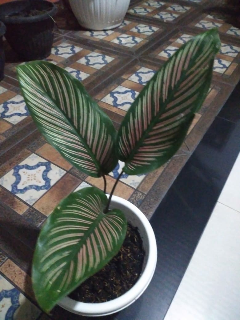 Paket 5 Tanaman Hias Calathea-kalatea
