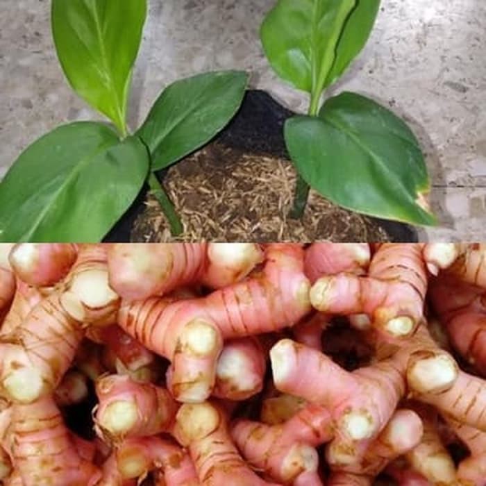 Bibit Tanaman Lengkuas Bibit Lengkuas Bibit Laos Merah