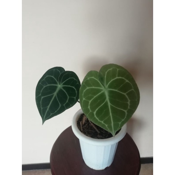 Anthurium clarinervium ori pagoda dark form / Kuping Gajah tarantula ori