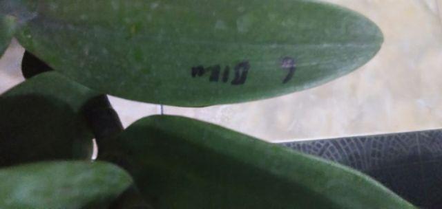 Anggrek Dendrobium Seddling Murah