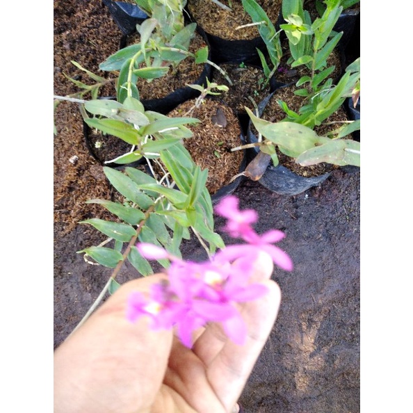 Tanaman hias Anggrek hutan