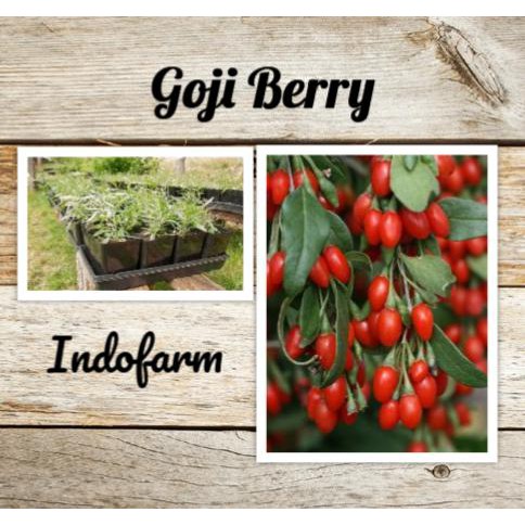 Tanaman Bibit Buah Goji Berry Ide