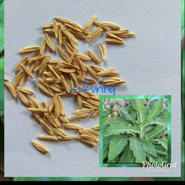 

Daun Tempuyung segar kaya akan manfaat