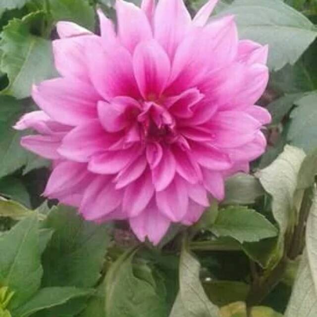 Tanaman Bunga Dahlia Pink Shopee Indonesia