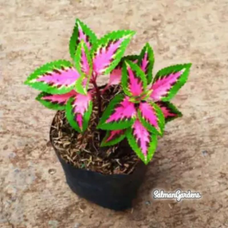 Tanaman Hias Miana Batik - Miana Batik