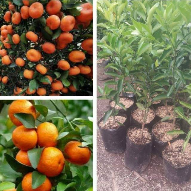 Jeruk santang madu siap berbuah