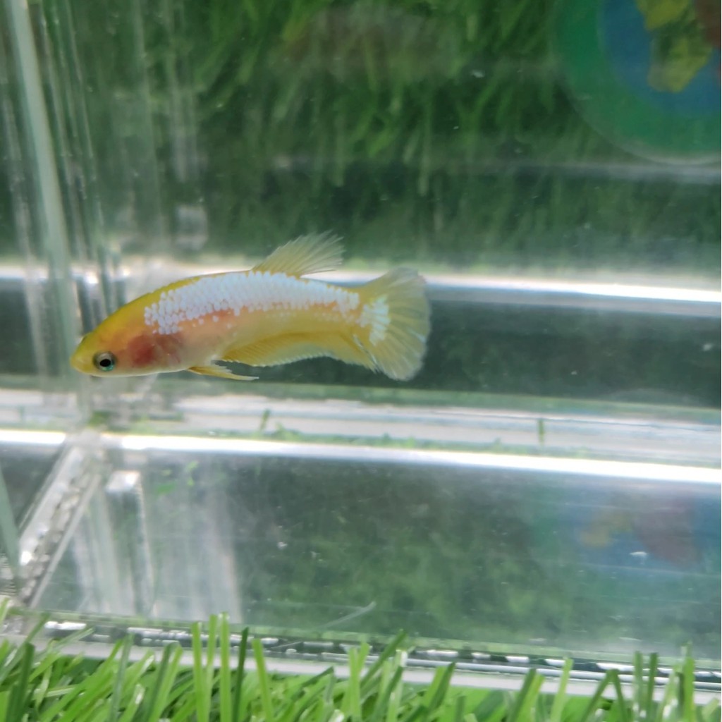 Cupang Yellow Fancy Betina Female YF-009 TOP GRADE