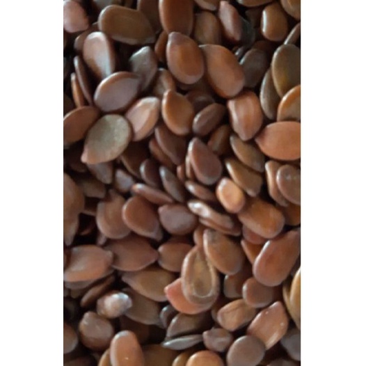 Biji petai cina / Lamtoro 15gram / biji lamtaro Bibit lamtoro