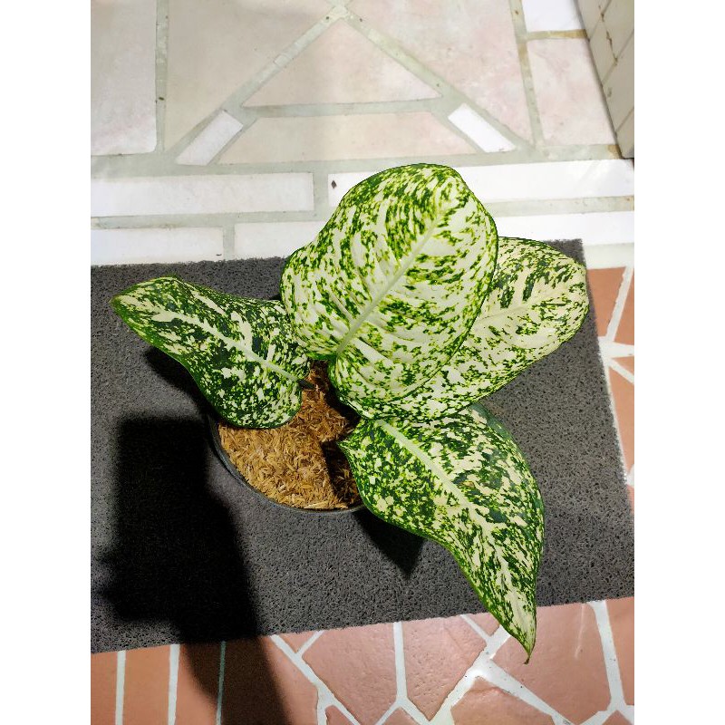 aglonema big leaf