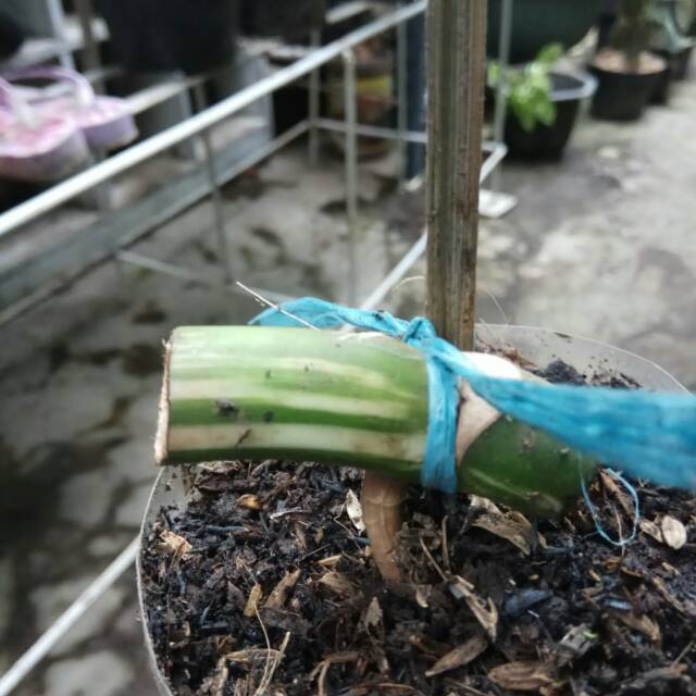 Monstera Varigata Bonggol Batang Shopee Indonesia