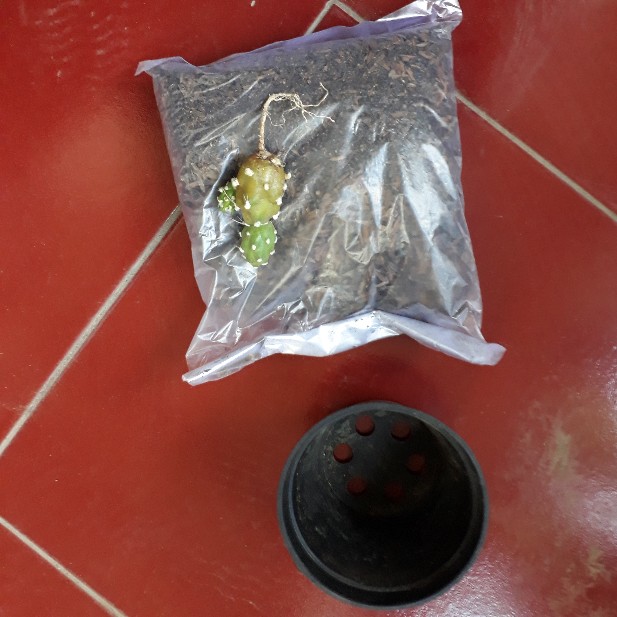 Sukulen Dan Kaktus Mini (tephrocactus Articulatus Papyracanthus)