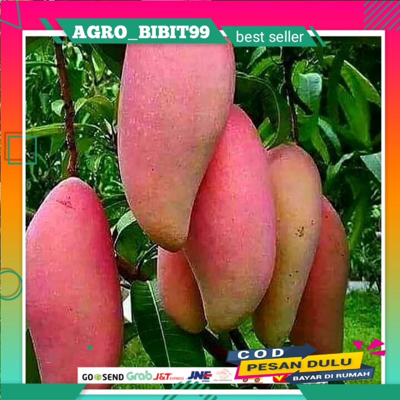 

bibit mangga impor (red ivory) hasil okulasi cepat berbuah