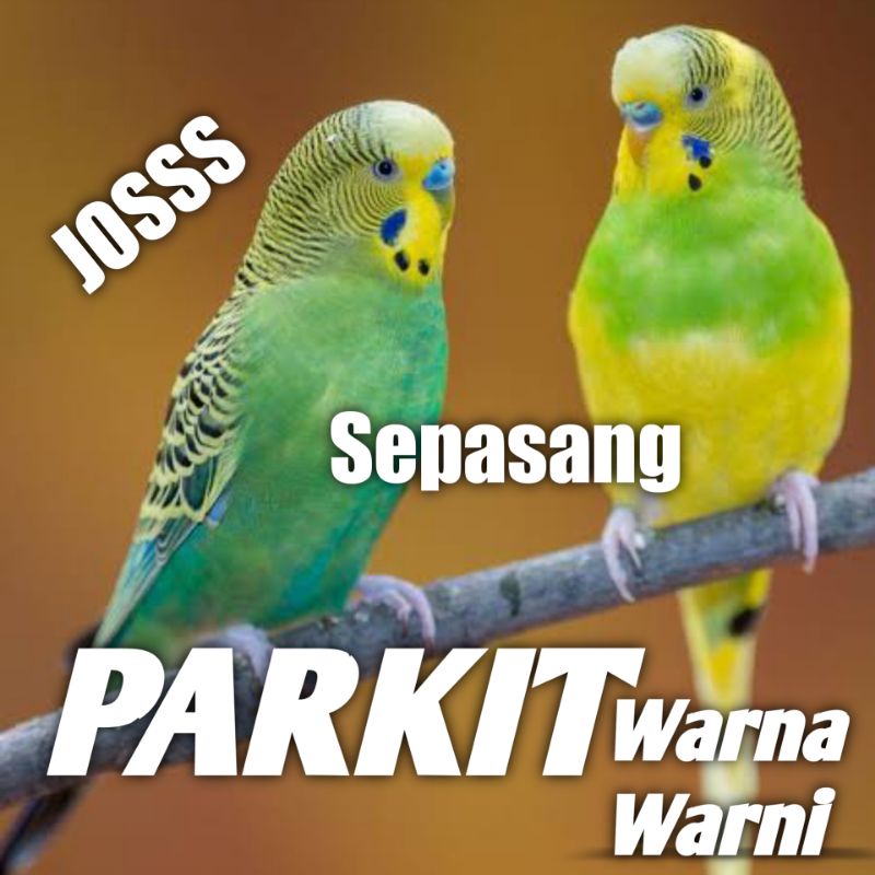 Burung Parkit sepasang warna warni jantan dan betina siap ternak