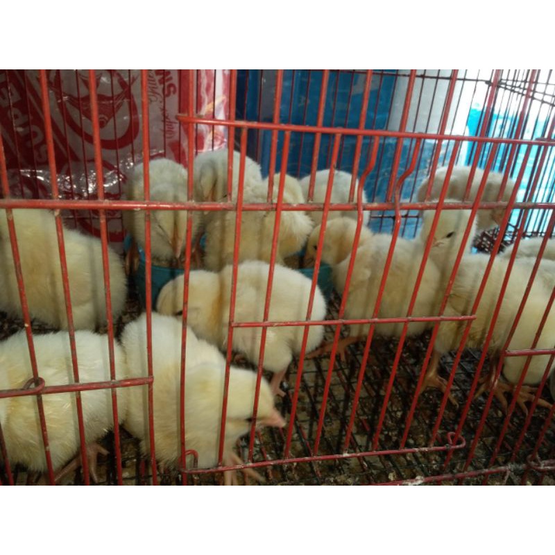 Bibit Ayam Boiler | Bibit Anakan Ayam Boiler