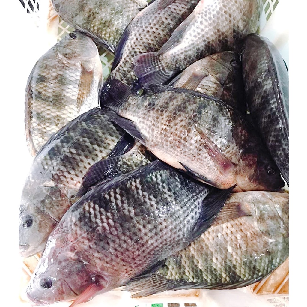 

Ikan Nila Segar