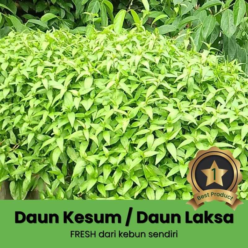 

DAUN KESUM / LAKSA / VIETNAM MINT
