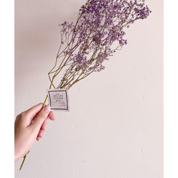♘ Dried Babybreath in Purple/ bunga baby breath kering ungu ➭