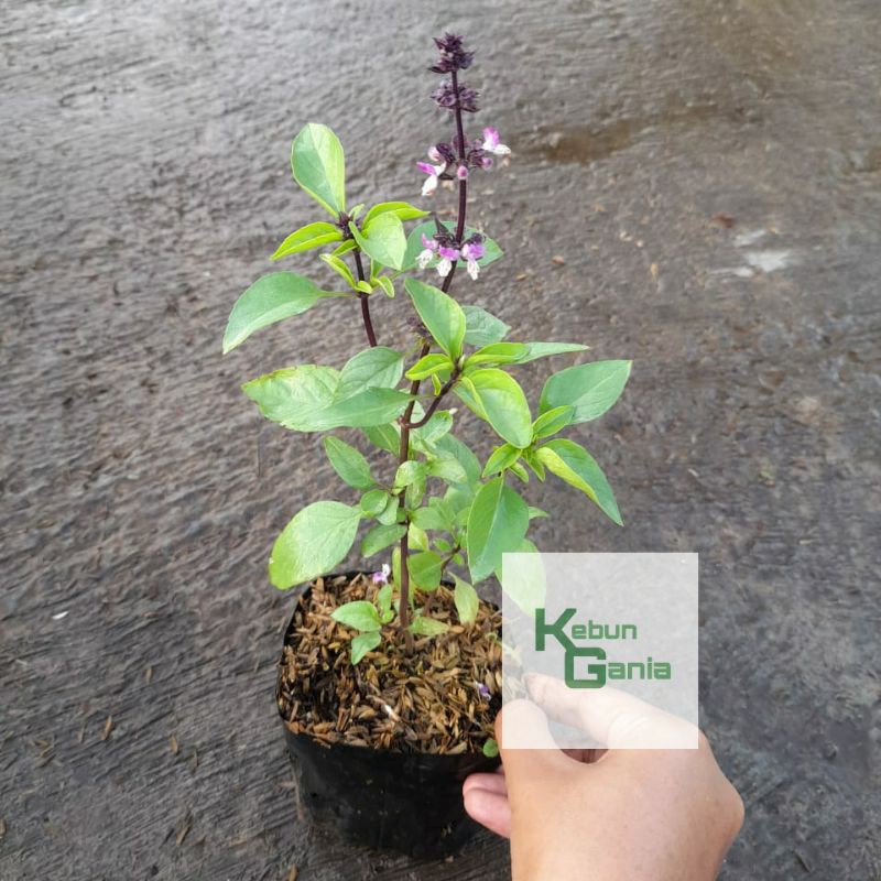 tanaman thai basil / daun selasih / kemangi thailand / Herb