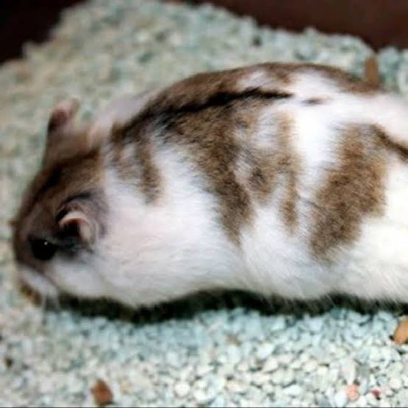 Hamster Campbell, winter white, Hybrid Golden / argente