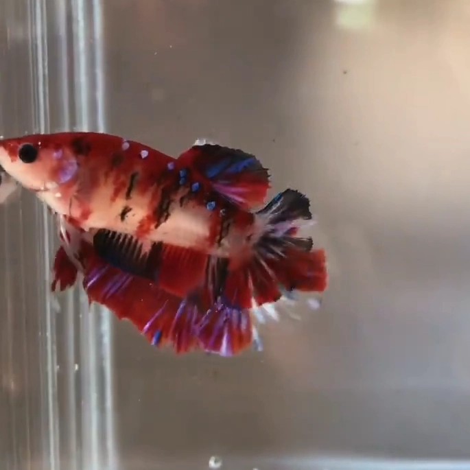 ikan cupang hias 1 pasang nemo galaxy koi ukuran M