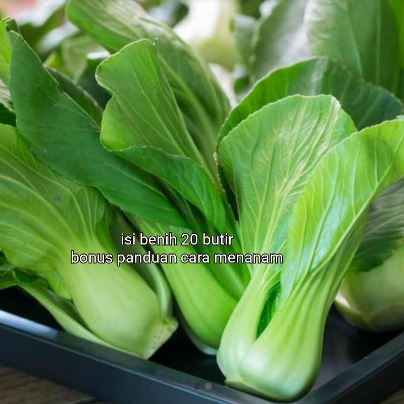 benih pakcoy/bibit pakcoy premium F1 tanaman organik/hidroponik