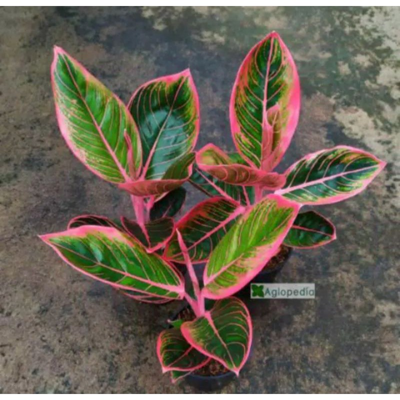 tanaman hias aglonema kanza remaja