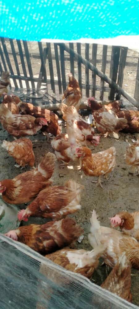 Kantong Sampah Tempat Sampah Hd Warna Hitam Ukuran 50 X 60 Cm Isi 100pcs Tahan Sobek Dan Bocor