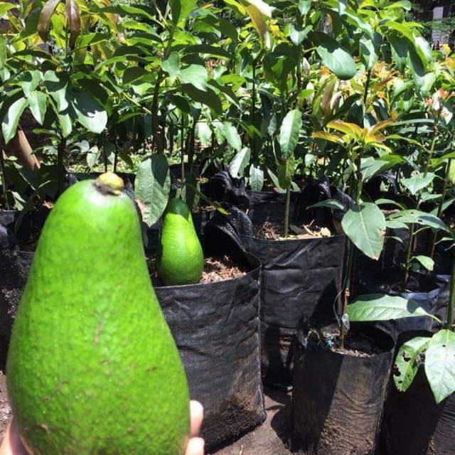 Bibit alpukat pluang MURAH Benih dan Bibit Tanaman Buah Alpukat Pluang