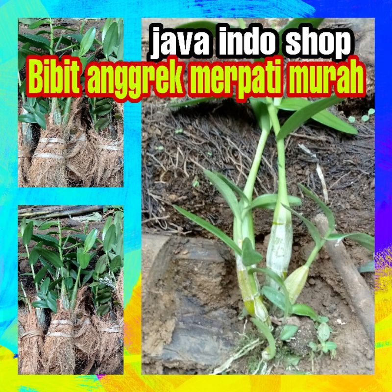BIBIT ANGGREK MERPATI MURAH / ANGGREK MERPATI