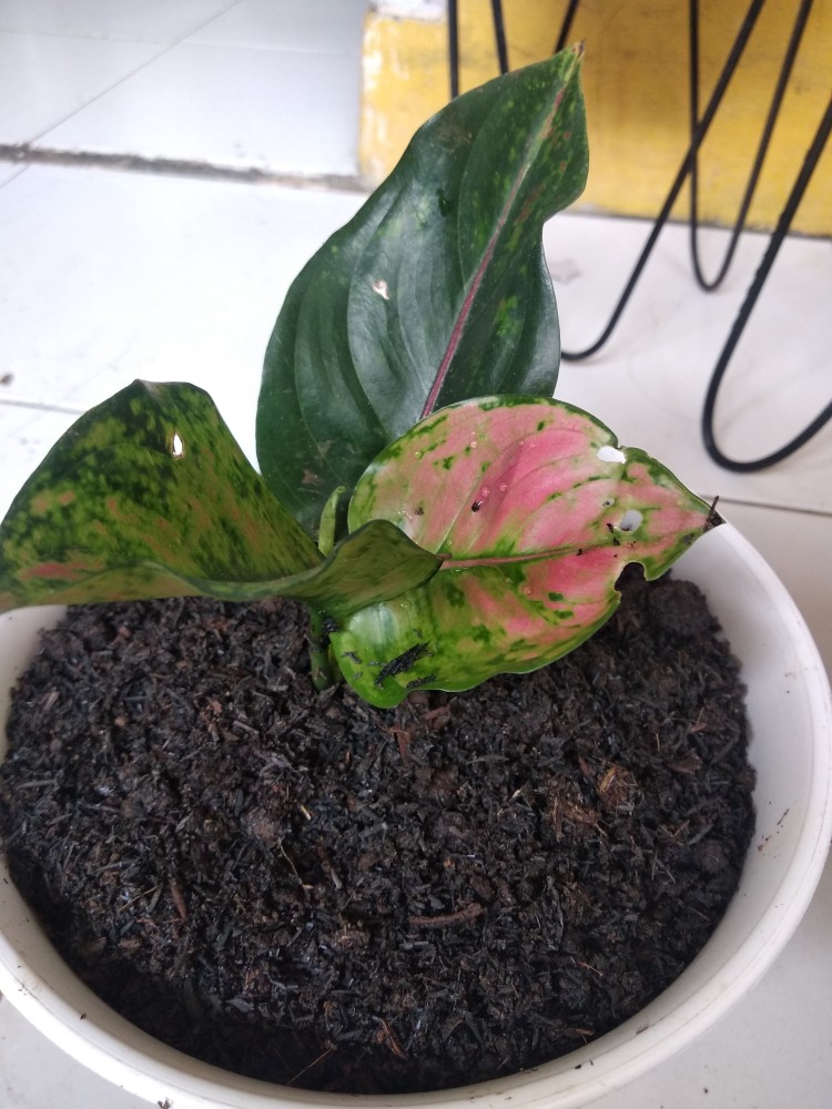 Taman Hias Aglonema Heng Heng