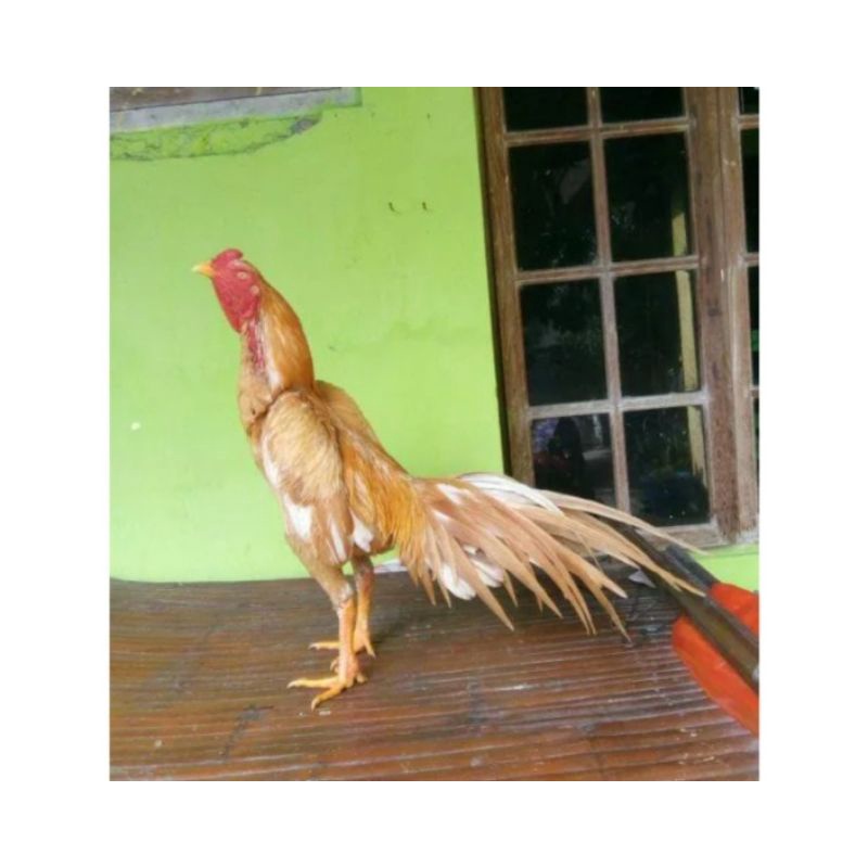 

TELUR AYAM BANGKOK EKOR LIDI SIAP DI TETASKAN