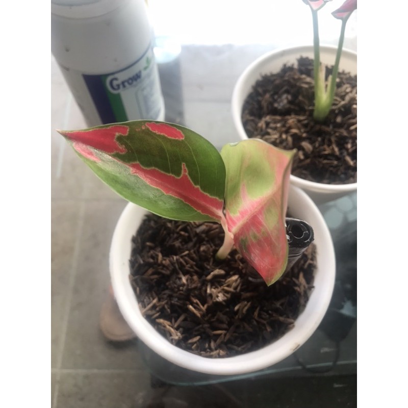 Paket Baby Aglonema Suksom Lilin dan Super Red Anjamani Termurah