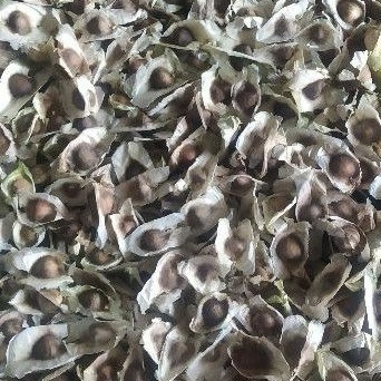 

BIJI KELOR KERING 50 BIJI BENIH